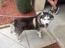 Found/Stray Male Dog last seen Curlew and barn Owl, Perris, CA 92571