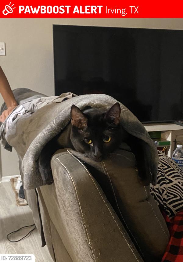 Lost Male Cat last seen Betline , Irving, TX 75038