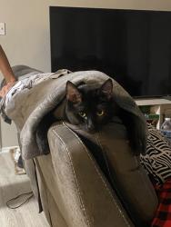 Lost Male Cat last seen Betline , Irving, TX 75038