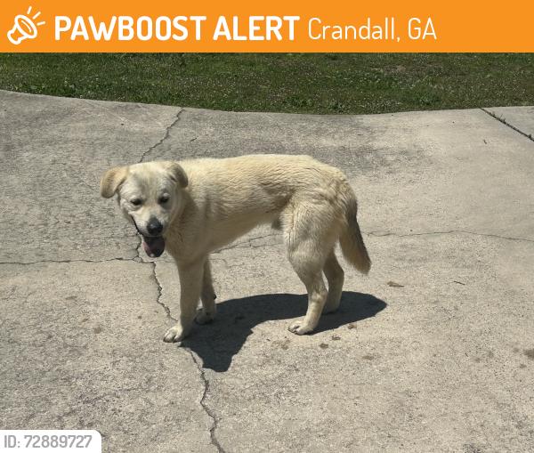 Found/Stray Male Dog last seen Carlton Petty Rd. & Little Murray Rd., Crandall, GA 30711