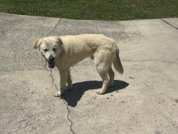 Found/Stray Male Dog last seen Carlton Petty Rd. & Little Murray Rd., Crandall, GA 30711