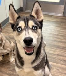 Shelter Stray Female Dog last seen Near Pacific Beach Drive, San Diego, CA, 92109, San Diego, CA 92110