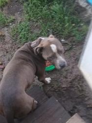 Lost Male Dog last seen Dothan Alabama , Dothan, AL 36305