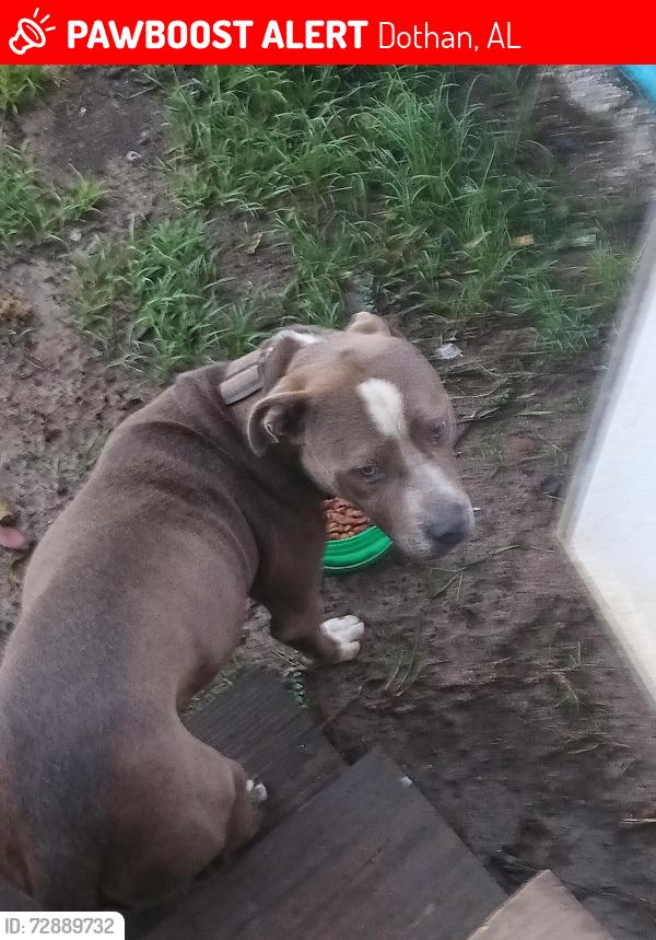 Lost Male Dog last seen Dothan Alabama , Dothan, AL 36305