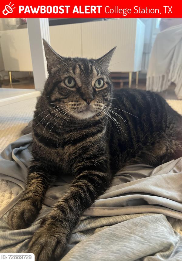 Lost Male Cat last seen Near Dartmouth St, College Station, TX 77840