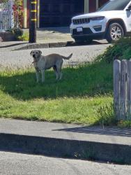 Found/Stray Female Dog last seen Elizabeth and Everding , Eureka, CA 95503