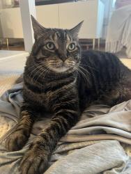 Lost Male Cat last seen Near Dartmouth St, College Station, TX 77840