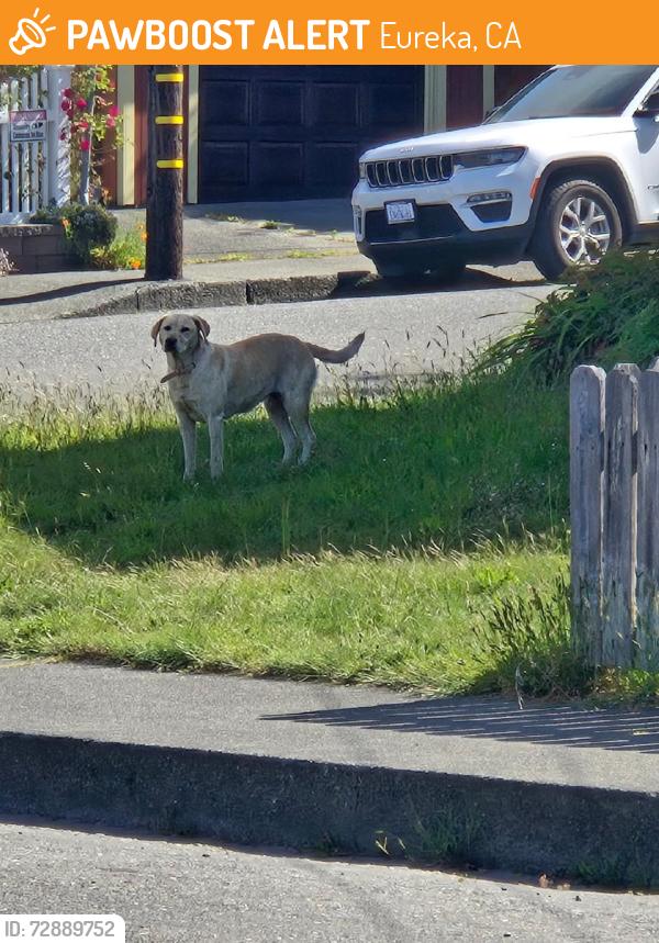 Found/Stray Female Dog last seen Elizabeth and Everding , Eureka, CA 95503