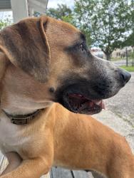 Found/Stray Female Dog last seen Corner of Palmetto and Burnet, San Antonio, TX 78202