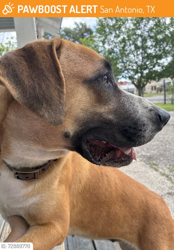 Found/Stray Female Dog last seen Corner of Palmetto and Burnet, San Antonio, TX 78202