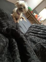 Lost Female Dog last seen Near n 38th st, Milwaukee, WI 53209