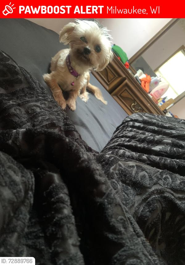 Lost Female Dog last seen Near n 38th st, Milwaukee, WI 53209