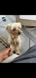 Reunited Male Dog last seen Gibbons Park in Carmichael , Carmichael, CA 95608