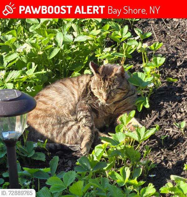 Lost Male Cat last seen Off of Brentwood Rd., Bay Shore, NY 11706