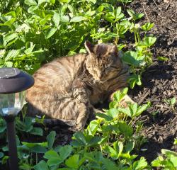 Lost Male Cat last seen Off of Brentwood Rd., Bay Shore, NY 11706