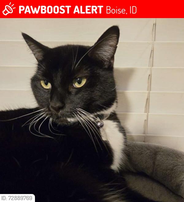 Lost Male Cat last seen Near the Limelight Apartments off of State St and Roe St, Boise, ID 83714