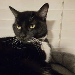 Lost Male Cat last seen Near the Limelight Apartments off of State St and Roe St, Boise, ID 83714
