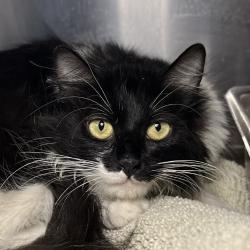 Shelter Stray Female Cat last seen , Palm Springs, CA 92264