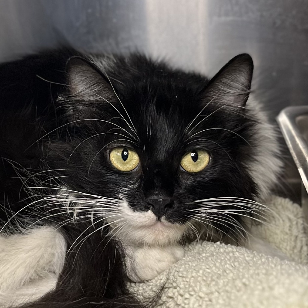 Shelter Stray Female Cat last seen , Palm Springs, CA 92264