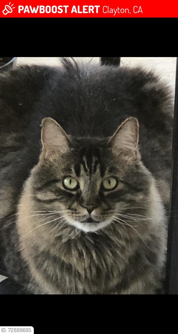 Lost Male Cat last seen Promontory Place and Seminary Ridge Drive, Clayton, Clayton, CA 94517