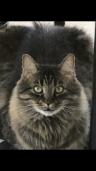 Lost Male Cat last seen Promontory Place and Seminary Ridge Drive, Clayton, Clayton, CA 94517