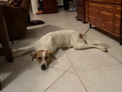 Found/Stray Male Dog last seen Near , Bexar County, TX 78252