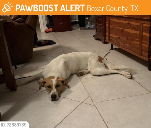 Found/Stray Male Dog last seen Near , Bexar County, TX 78252