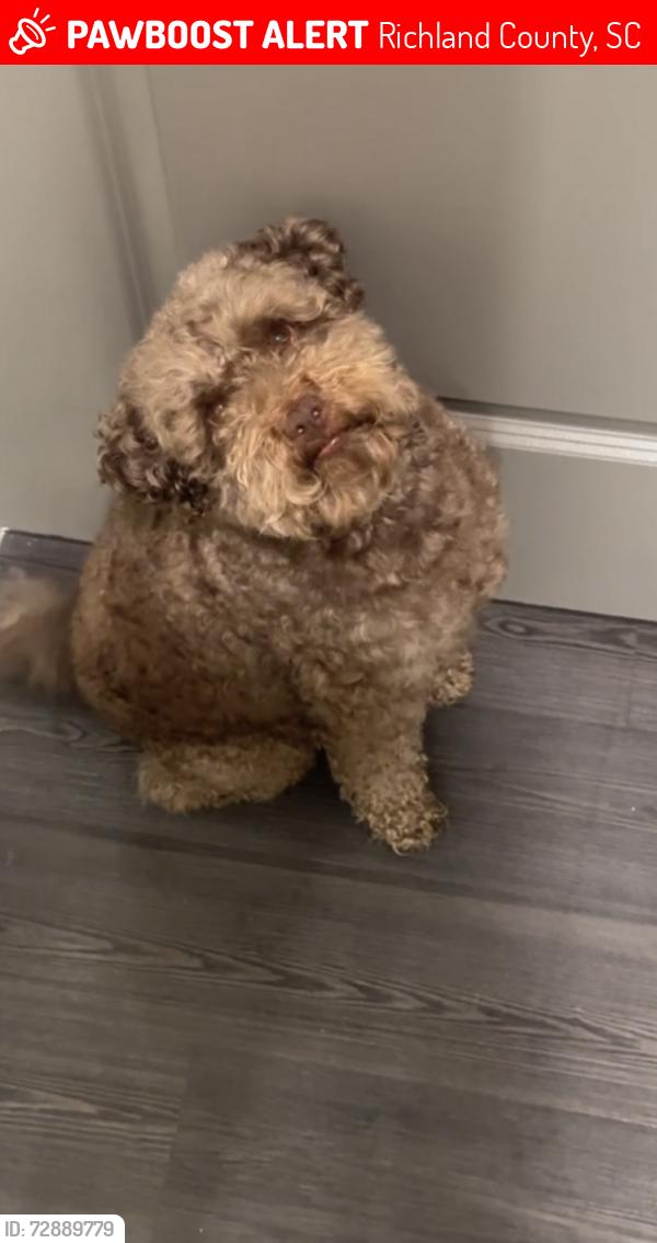 Lost Male Dog last seen Legion Drive in Lands, Richland County, SC 29229