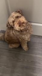 Lost Male Dog last seen Legion Drive in Lands, Richland County, SC 29229