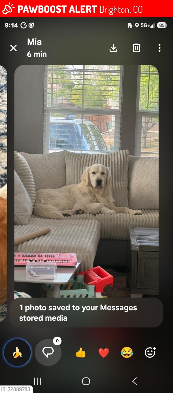 Lost Male Dog last seen 120th and peoria, Brighton, CO 80640