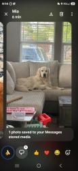 Lost Male Dog last seen 120th and peoria, Brighton, CO 80640