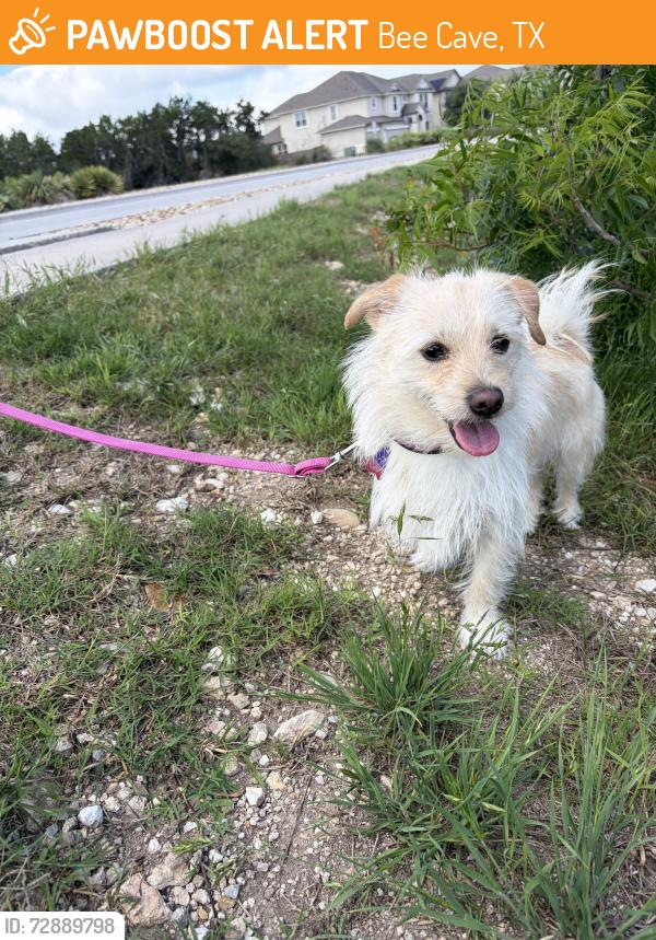 Found/Stray Male Dog last seen De Fortuna and Siragusa, Bee Cave, TX 78738