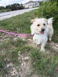 Found/Stray Male Dog last seen De Fortuna and Siragusa, Bee Cave, TX 78738