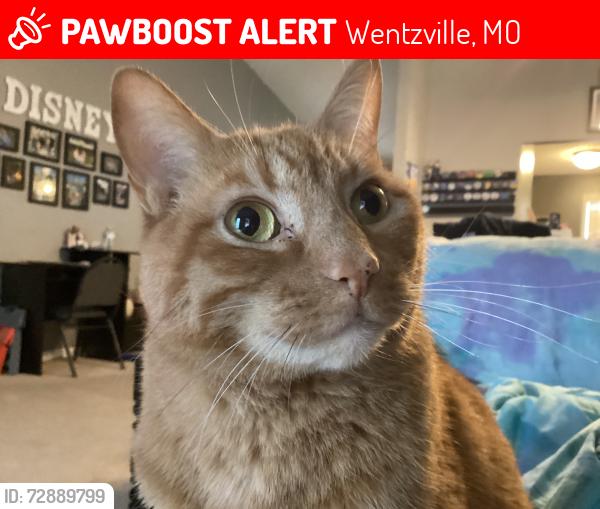 Lost Male Cat last seen Near Kerstyn, Wentzville, MO 63385