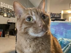 Lost Male Cat last seen Near Kerstyn, Wentzville, MO 63385