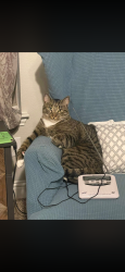 Lost Male Cat last seen Woodcreek -- La Grange Dr near Stevenson Dr, Fate, TX 75087