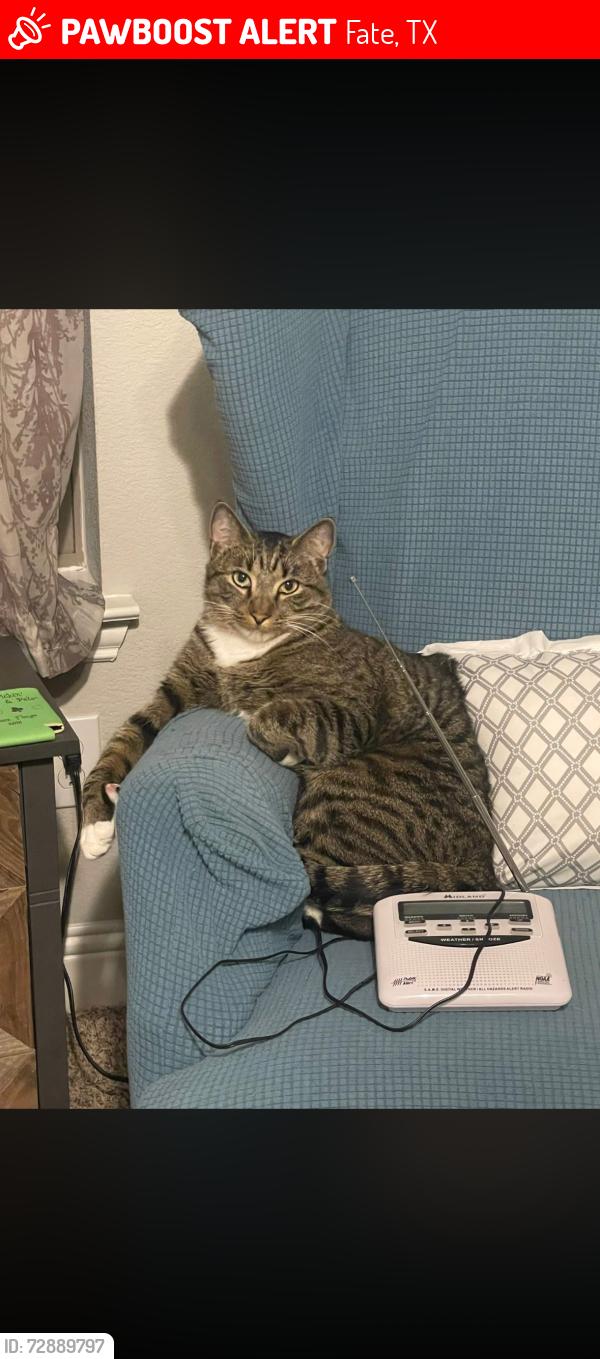 Lost Male Cat last seen Woodcreek -- La Grange Dr near Stevenson Dr, Fate, TX 75087