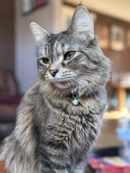 Lost Female Cat last seen On 46th and wright street , Milwaukee, WI 53210