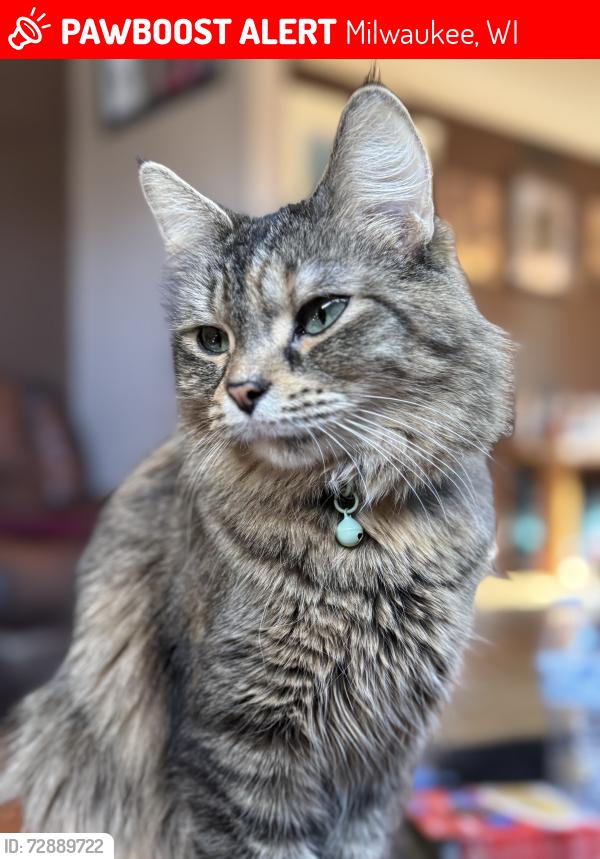 Lost Female Cat last seen On 46th and wright street , Milwaukee, WI 53210