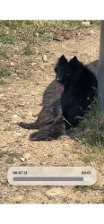Lost Male Dog last seen Cow canyon , Castro Valley, CA 94552