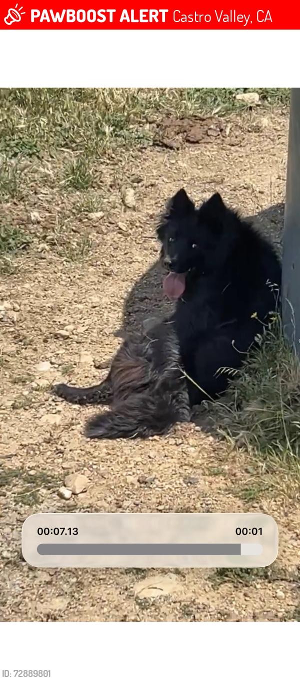 Lost Male Dog last seen Cow canyon , Castro Valley, CA 94552