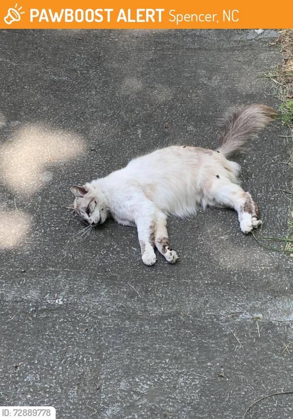 Found/Stray Unknown Cat last seen Near 7th street spencer, nc , Spencer, NC 28159