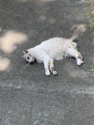 Found/Stray Unknown Cat last seen Near 7th street spencer, nc , Spencer, NC 28159