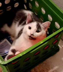 Reunited Male Cat last seen S.Franklin Rd & Edgewood Ave., Indianapolis, IN 46239