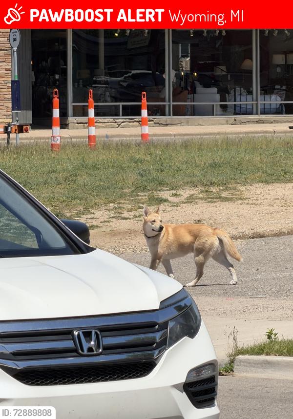 Lost Unknown Dog last seen Burton and denwood, Wyoming, MI 49509