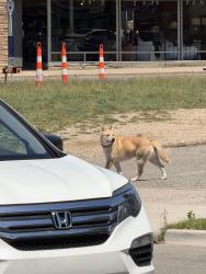 Lost Unknown Dog last seen Burton and denwood, Wyoming, MI 49509