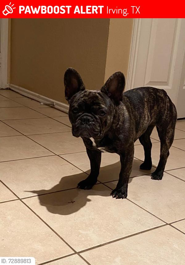 Lost Female Dog last seen Rogers’s and sixth street, Irving, TX 75060