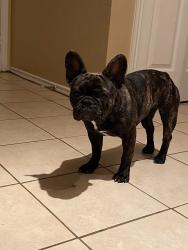 Lost Female Dog last seen Rogers’s and sixth street, Irving, TX 75060