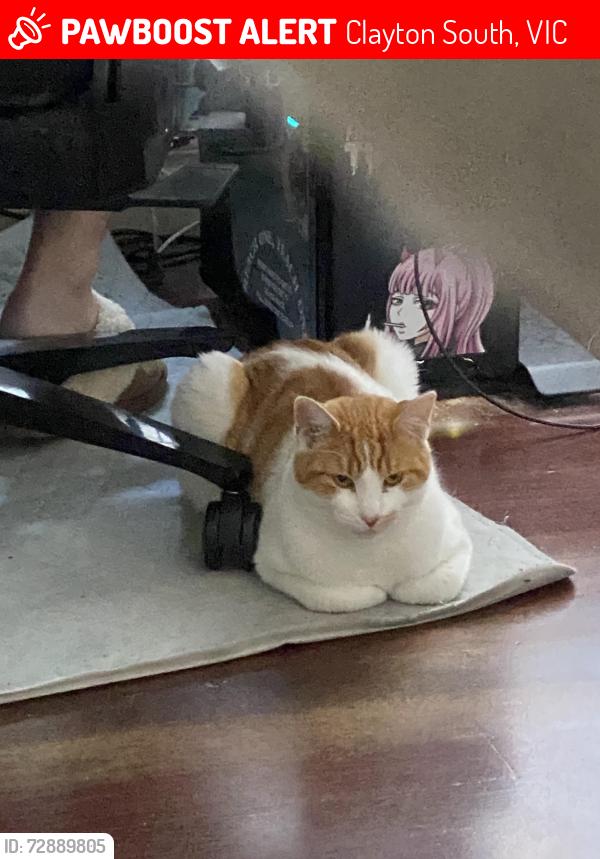 Lost Male Cat last seen Culshaw Avenue street near the park/square field, Clayton South, VIC 3169