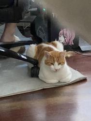 Lost Male Cat last seen Culshaw Avenue street near the park/square field, Clayton South, VIC 3169